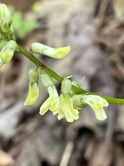 Astragalus guatemalensis