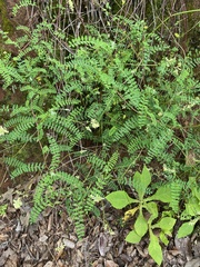 Astragalus guatemalensis