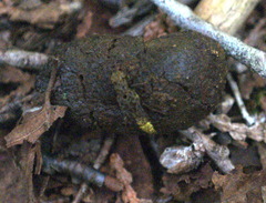 Ontholestes cingulatus