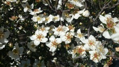 Lindleya mespiloides