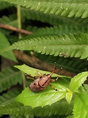 Metaprodioctes formosanus