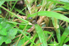 Salpingogaster