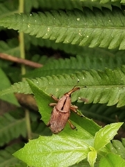 Metaprodioctes formosanus