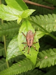 Metaprodioctes formosanus