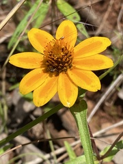 Zinnia haageana