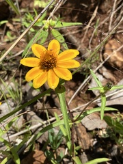 Zinnia haageana