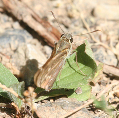 Ochlodes subhyalina