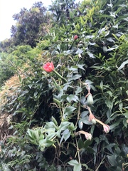 Passiflora mixta mixta