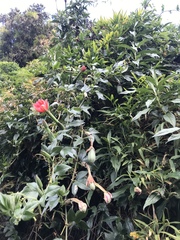 Passiflora mixta mixta