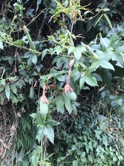 Passiflora mixta mixta