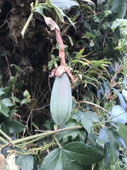 Passiflora mixta mixta