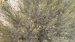 Porophyllum scoparium