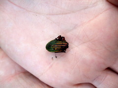 Carabus auronitens