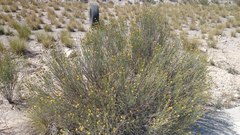 Porophyllum scoparium