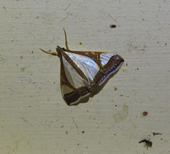 Agrioglypta eurytusalis