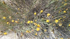 Porophyllum scoparium