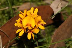 Pultenaea gunnii