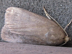 Amphipyra livida
