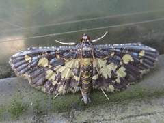 Eurrhyparodes bracteolalis