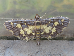 Eurrhyparodes bracteolalis
