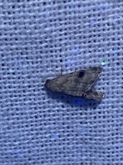 Abablemma brimleyana