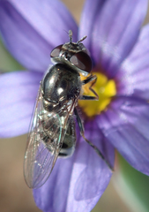 Platycheirus stegnus