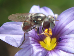 Platycheirus stegnus