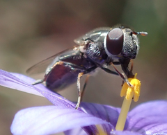 Platycheirus stegnus