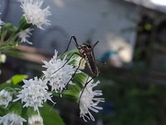 Toxorhynchites rutilus septentrionalis