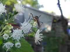Toxorhynchites rutilus septentrionalis