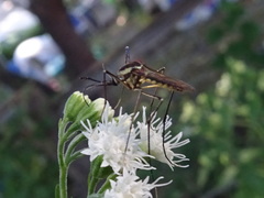 Toxorhynchites rutilus septentrionalis