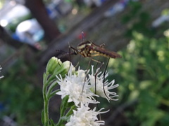 Toxorhynchites rutilus septentrionalis