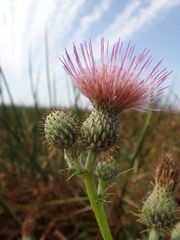 Cirsium hydrophilum hydrophilum