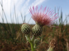 Cirsium hydrophilum hydrophilum