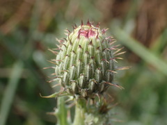 Cirsium hydrophilum hydrophilum