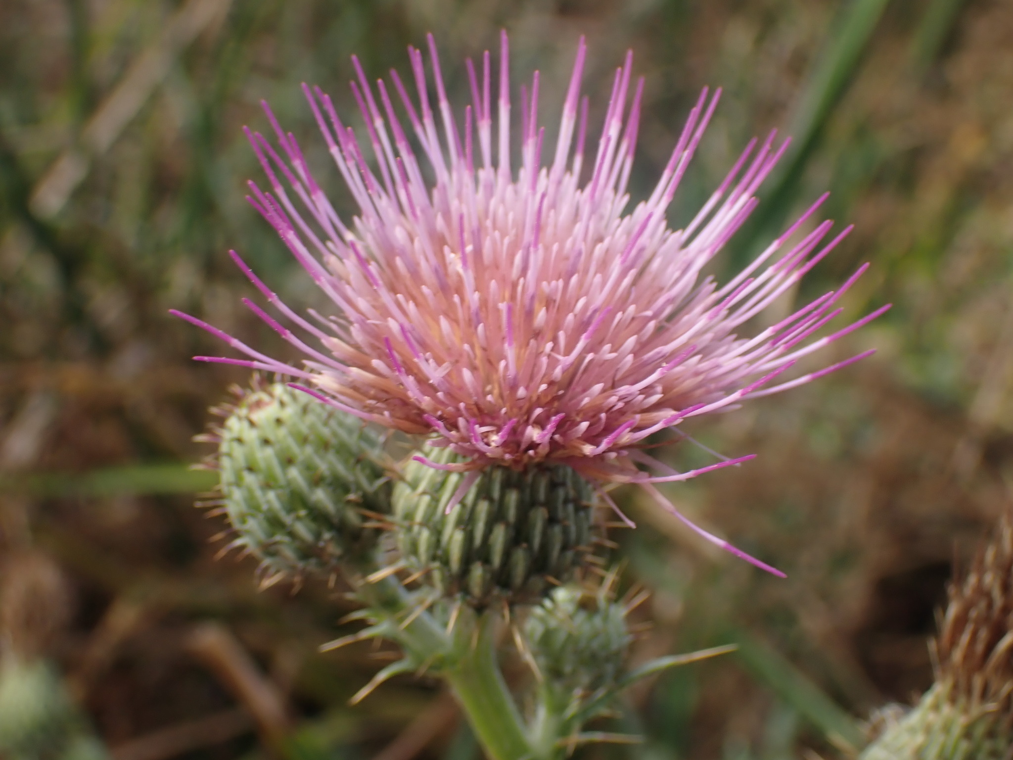 Cirsium hydrophilum var. hydrophilum