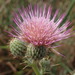 Suisun Thistle - Photo (c) Morgan Stickrod, some rights reserved (CC BY-NC), uploaded by Morgan Stickrod