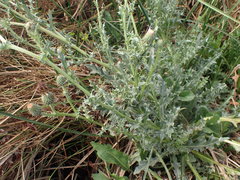 Cirsium hydrophilum hydrophilum