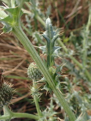 Cirsium hydrophilum hydrophilum
