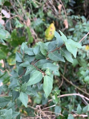 Cryptocarya wyliei