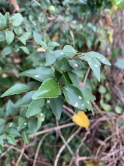 Cryptocarya wyliei
