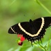 Papilio garamas - Photo 由 Antonio Robles 所上傳的 (c) Antonio Robles，保留部份權利CC BY-NC-SA