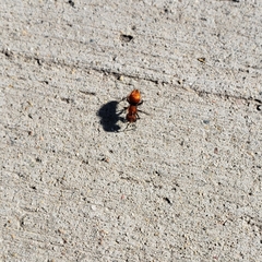 Pseudomethoca anthracina