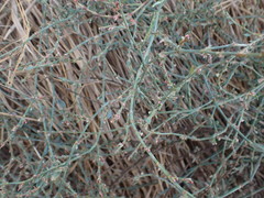 Polygonum aviculare depressum
