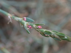 Polygonum aviculare depressum