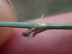 Polygonum aviculare depressum