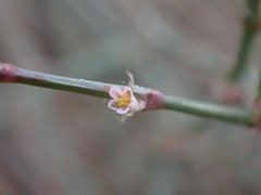 Polygonum aviculare depressum