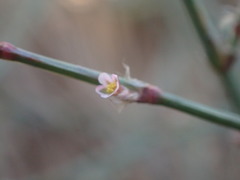 Polygonum aviculare depressum