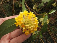 Edgeworthia gardneri