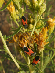 Melanopleurus belfragei